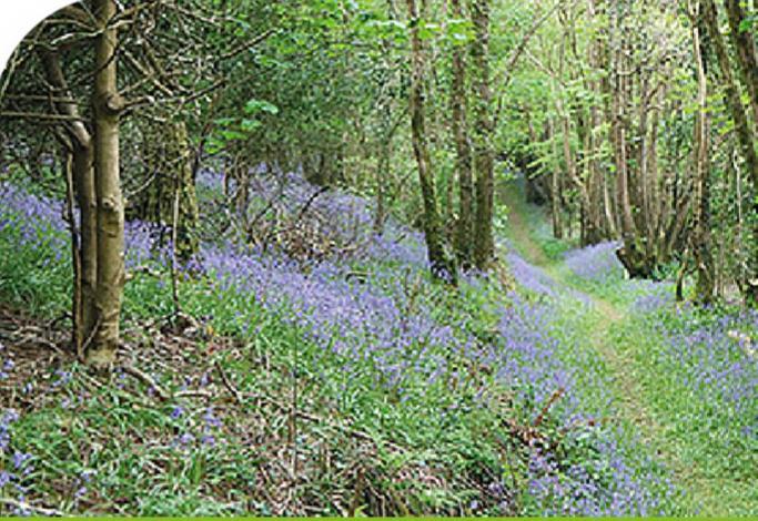 Peregrine Lodge - Idillic Cornwall Retreat Liskeard Dış mekan fotoğraf